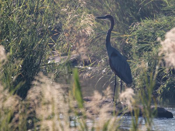 <h3>Ardea goliath / Goliath heron / Reuzenreiger</h3>OM-1 Mark II with OLYMPUS M.150-400mm F4.5 TC, 1/2000 sec at F5.6, ISO 640, distance 149 m
